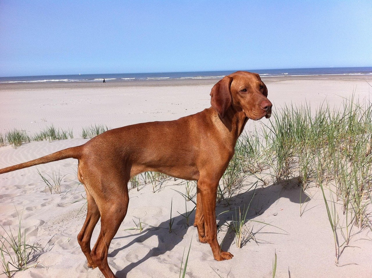 Vizsla: The Energetic Athlete (image credits: pixabay)