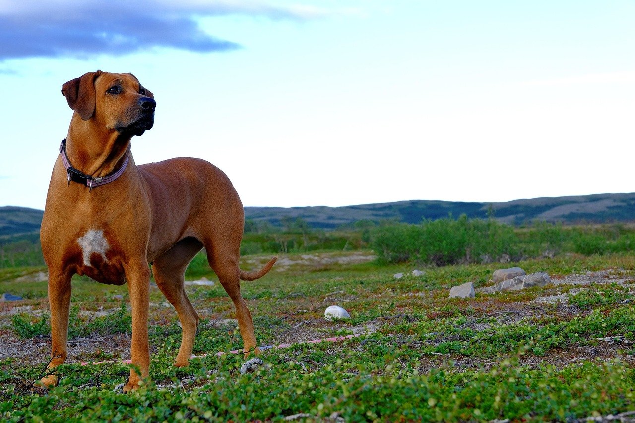 Rhodesian Ridgeback: The Adventurous Sighthound (image credits: pixabay)