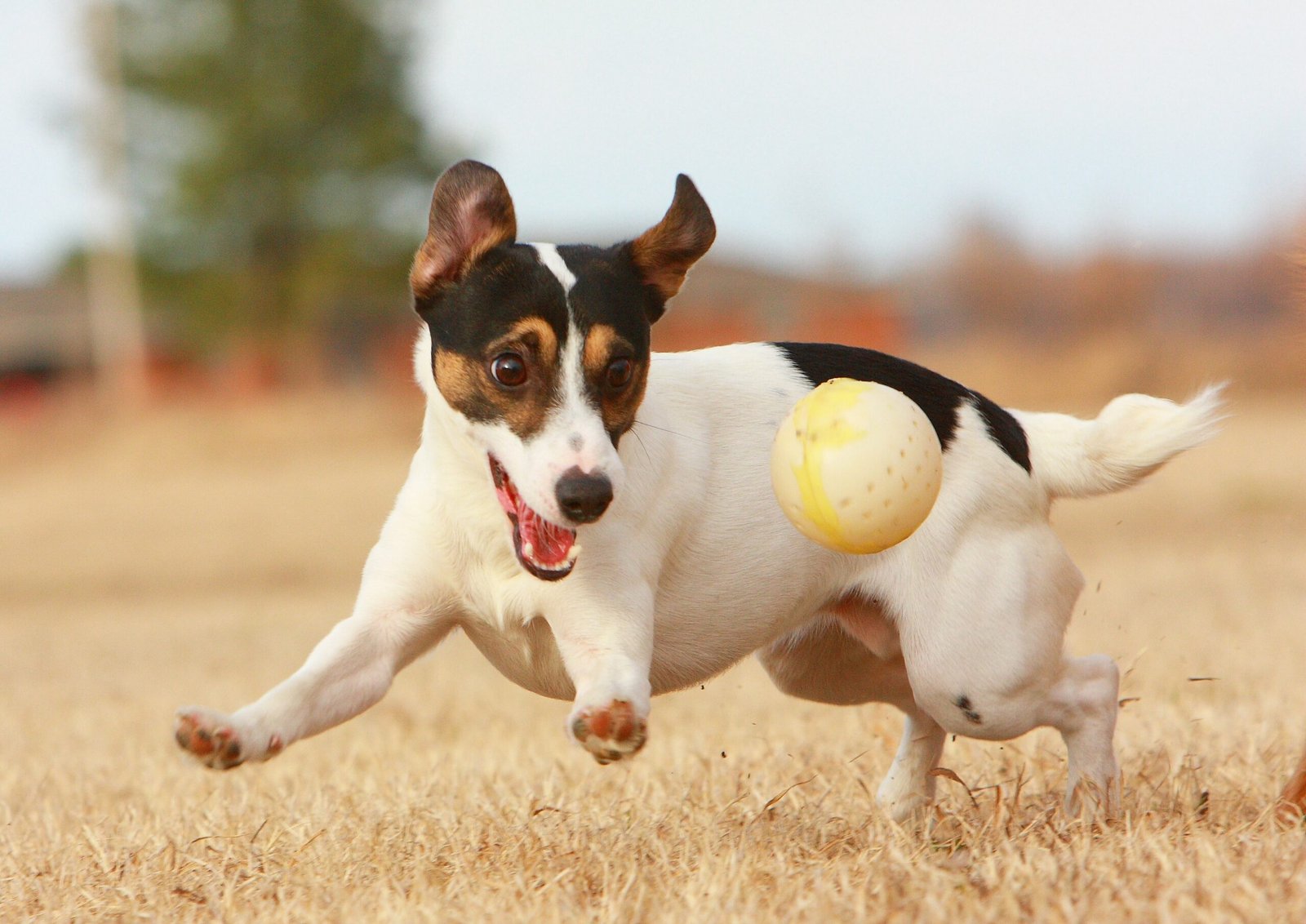 Playful Interaction (image credits: wikimedia)