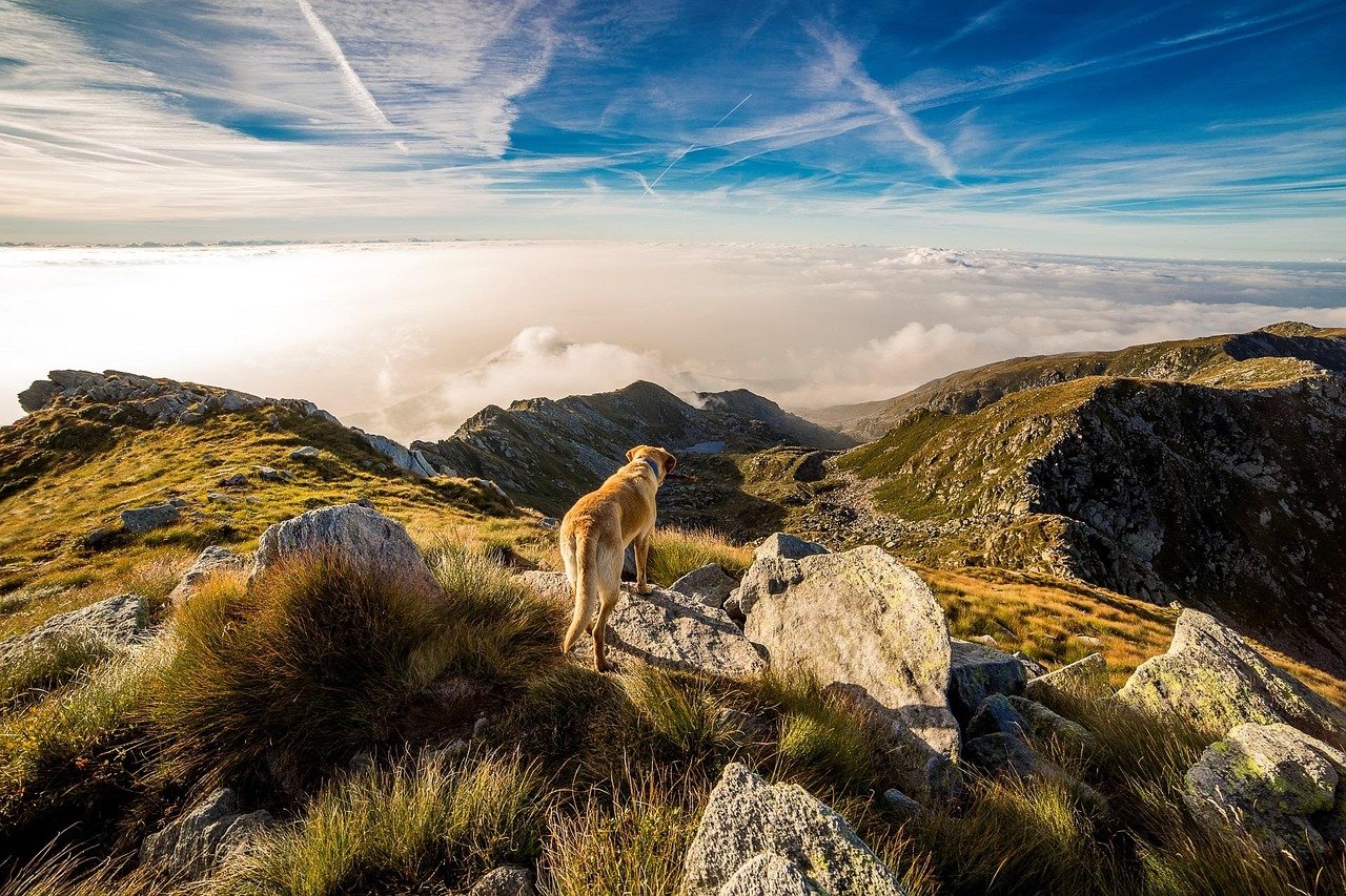 Curiosity and Exploration (image credits: pixabay)