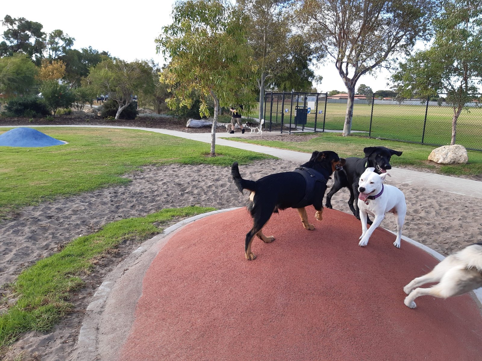 8. Socialization: Meeting New Friends (image credits: wikimedia)