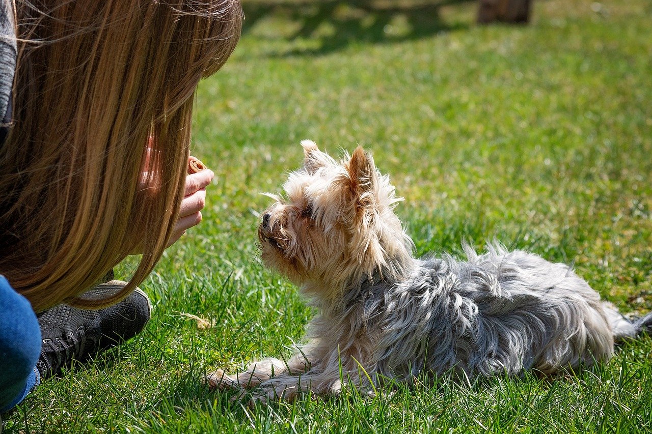 13. Positive Reinforcement: Encouraging Good Behavior (image credits: pixabay)