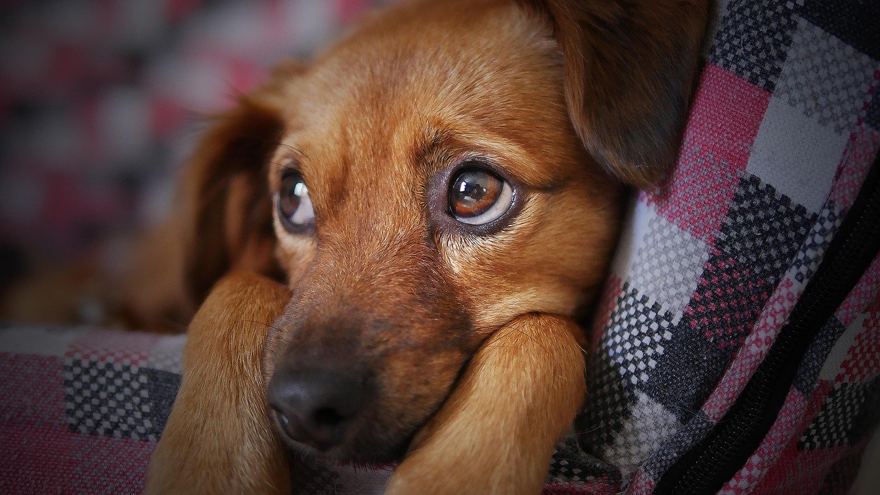 Wide Eyes: The Windows to Their Worry (image credits: pixabay)