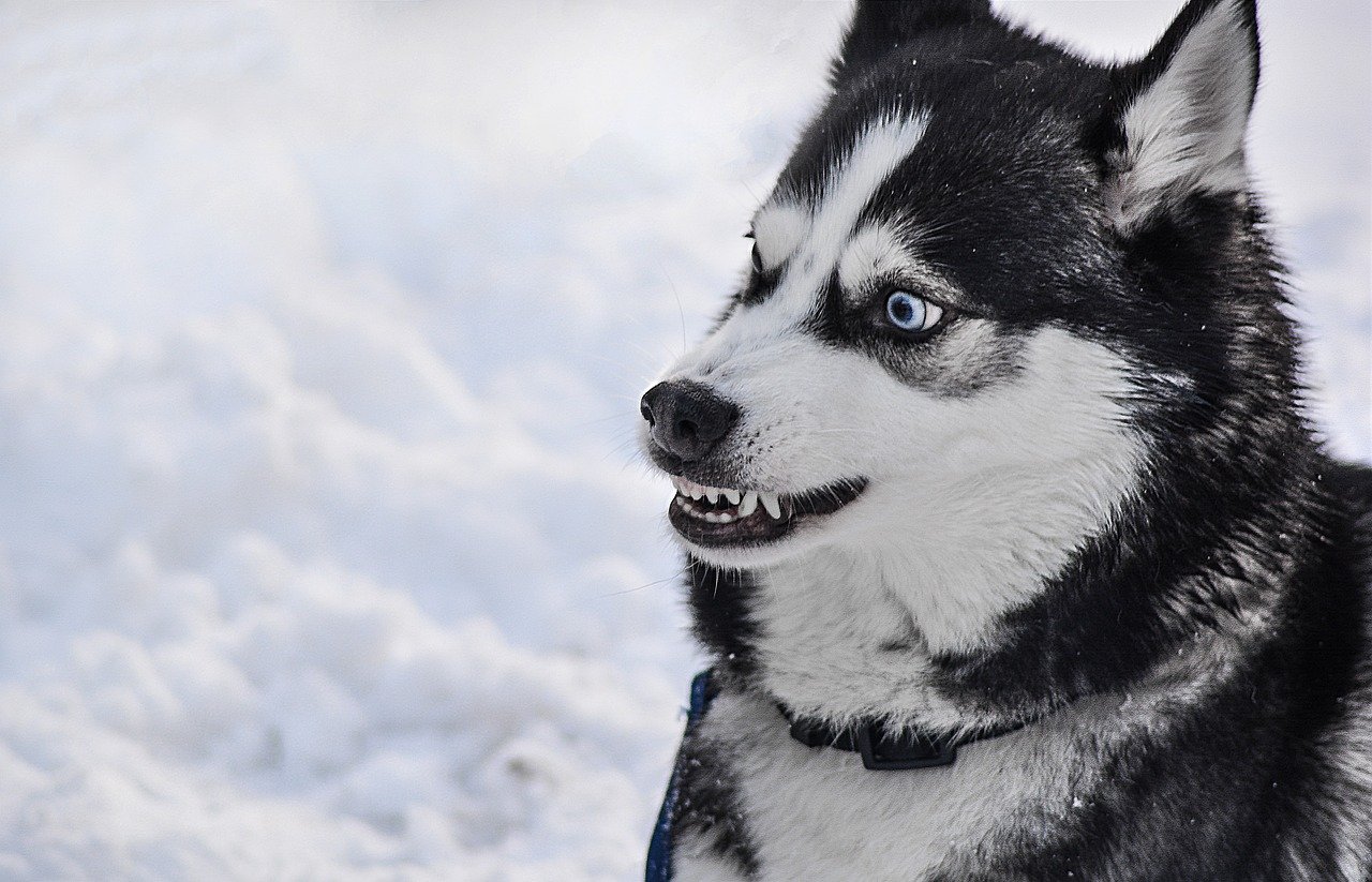 Growling: A Vocal Warning Sign (image credits: pixabay)