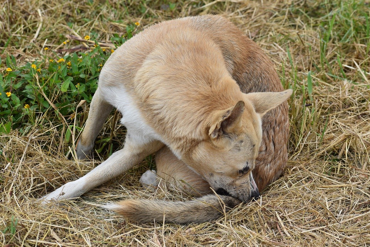 Destructive Behavior (image credits: pixabay)