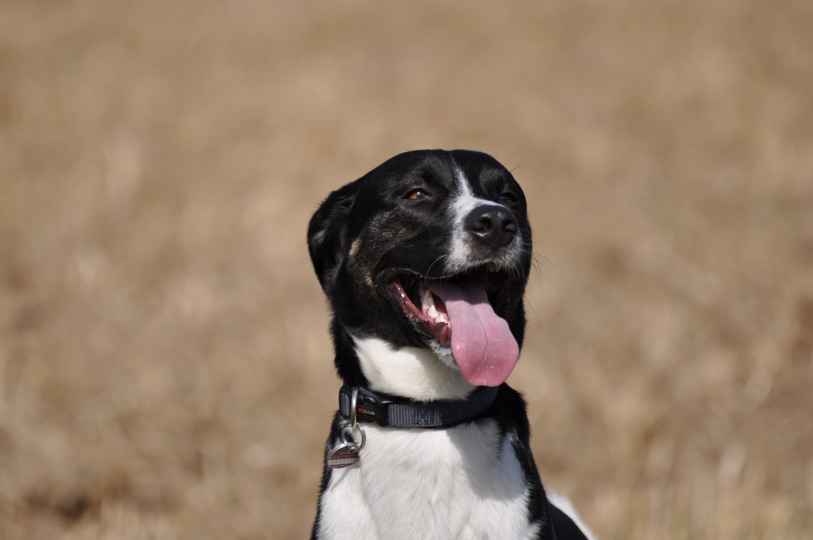 Excessive Drooling or Panting (image credits: wikimedia)