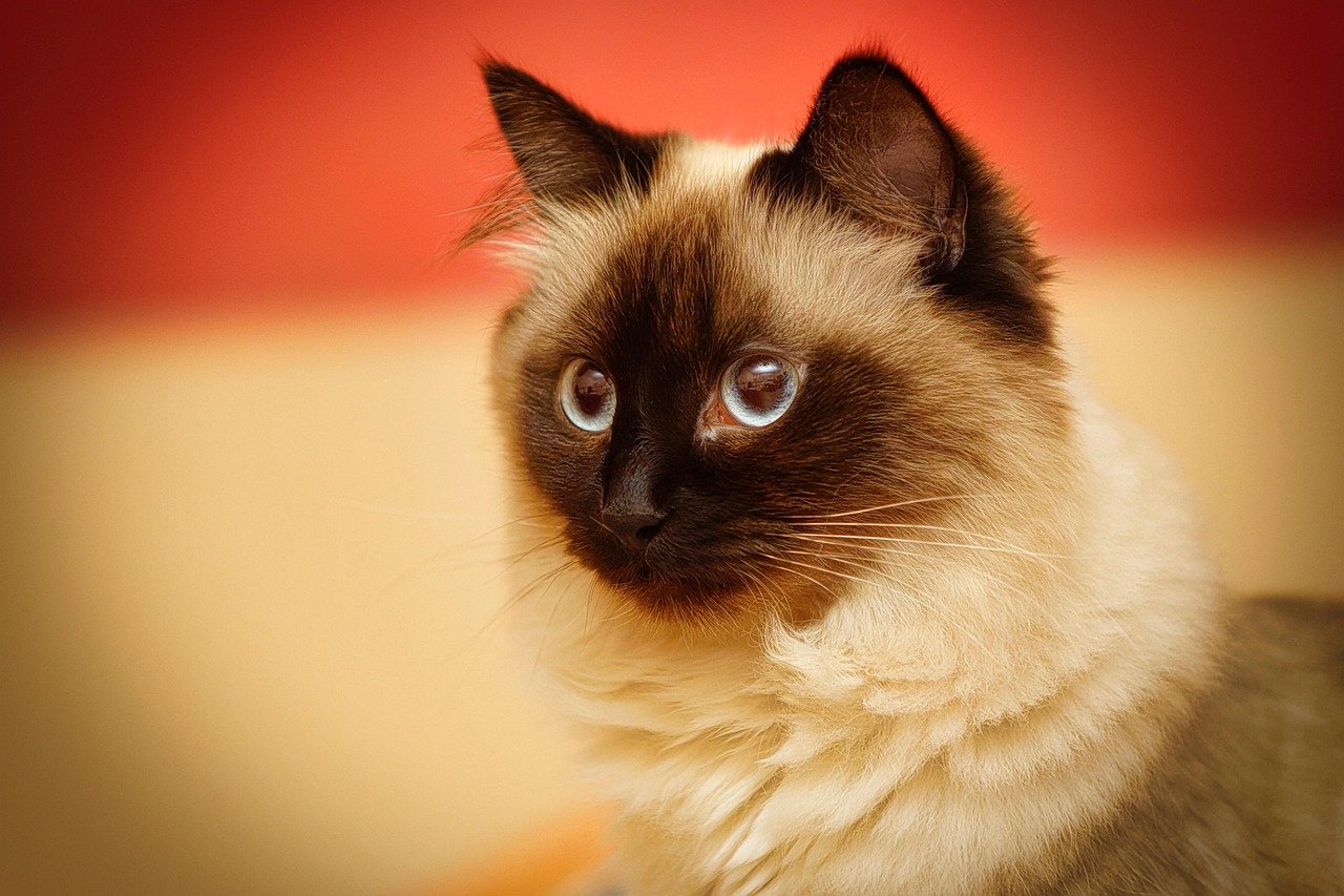 Origin Stories: The Mystical Birman and the Adventurous Burmese (image credits: pixabay)