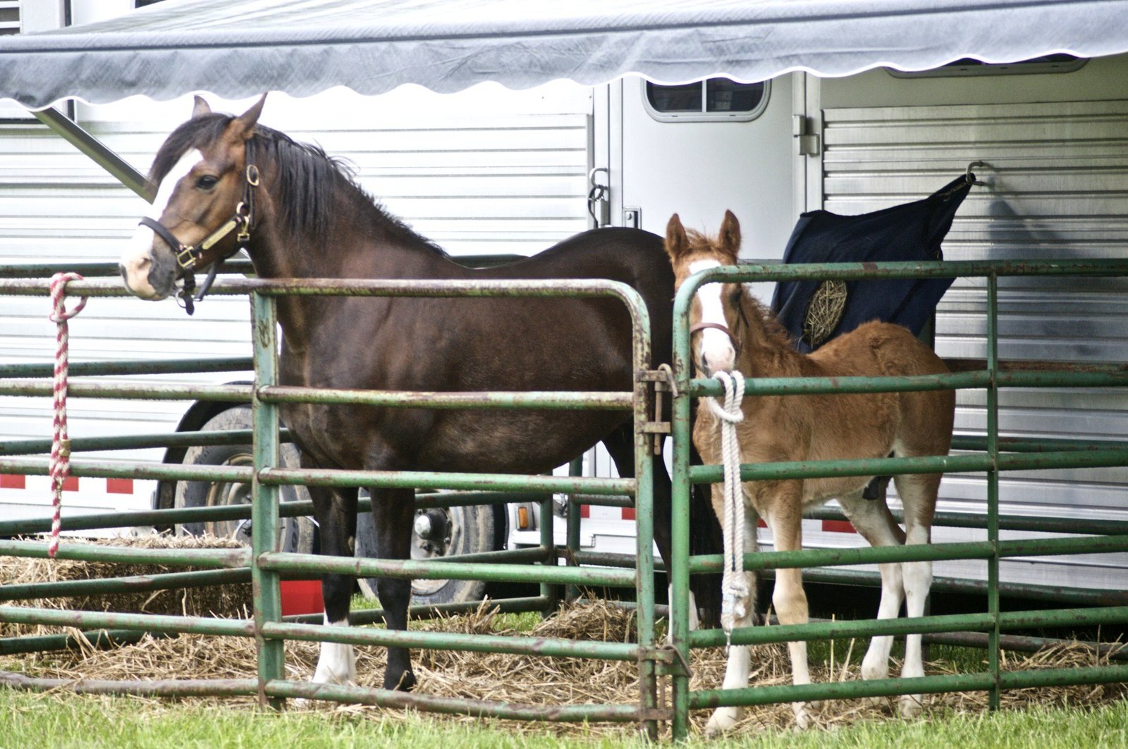 Welsh Pony: The Charming Small Wonder (image credits: wikimedia)