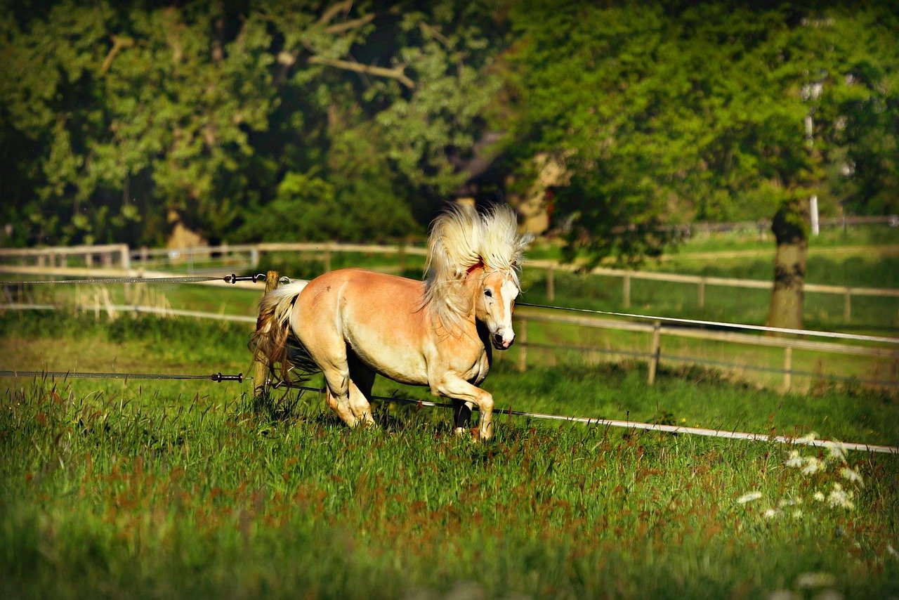 Haflinger: The Golden Companion (image credits: pixabay)