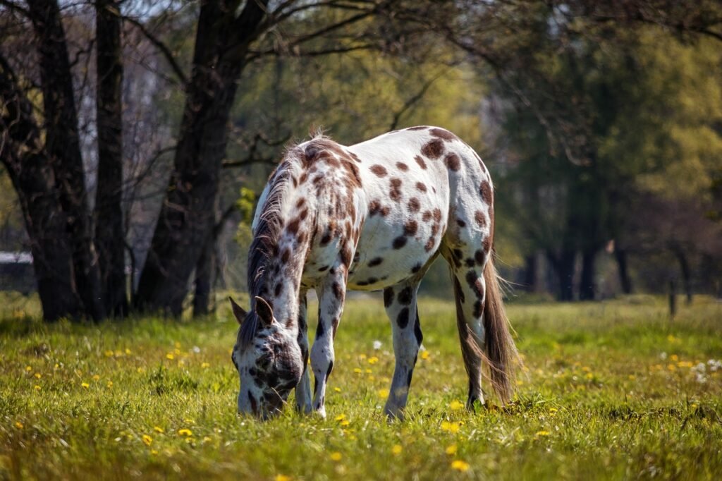 The Most Majestic Horse Breeds for Beginners