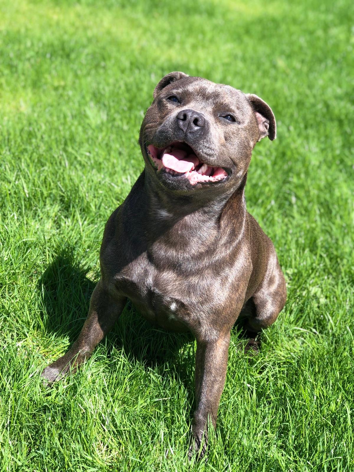 11. The Selective Staffordshire Bull Terrier (image credits: wikimedia)