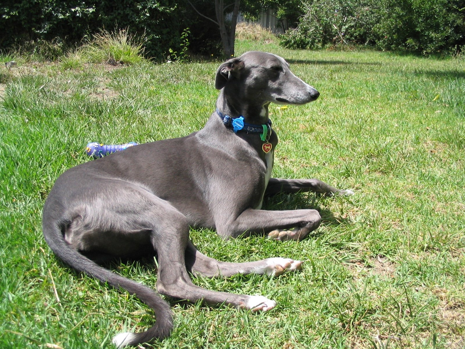 6. Greyhound: The Quiet Racer (image credits: wikimedia)