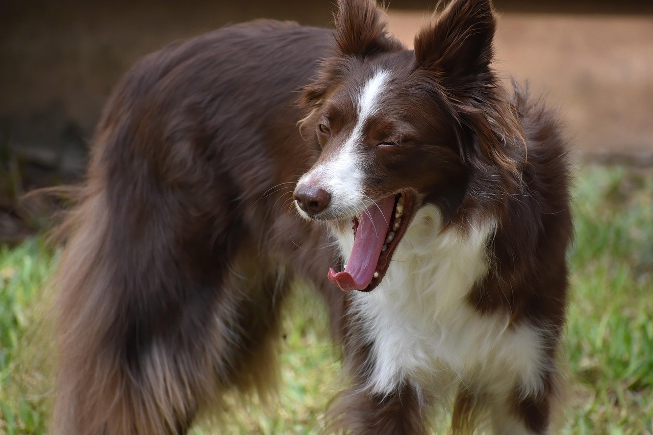 Yawning Together: A Surprising Bond (image credits: pixabay)