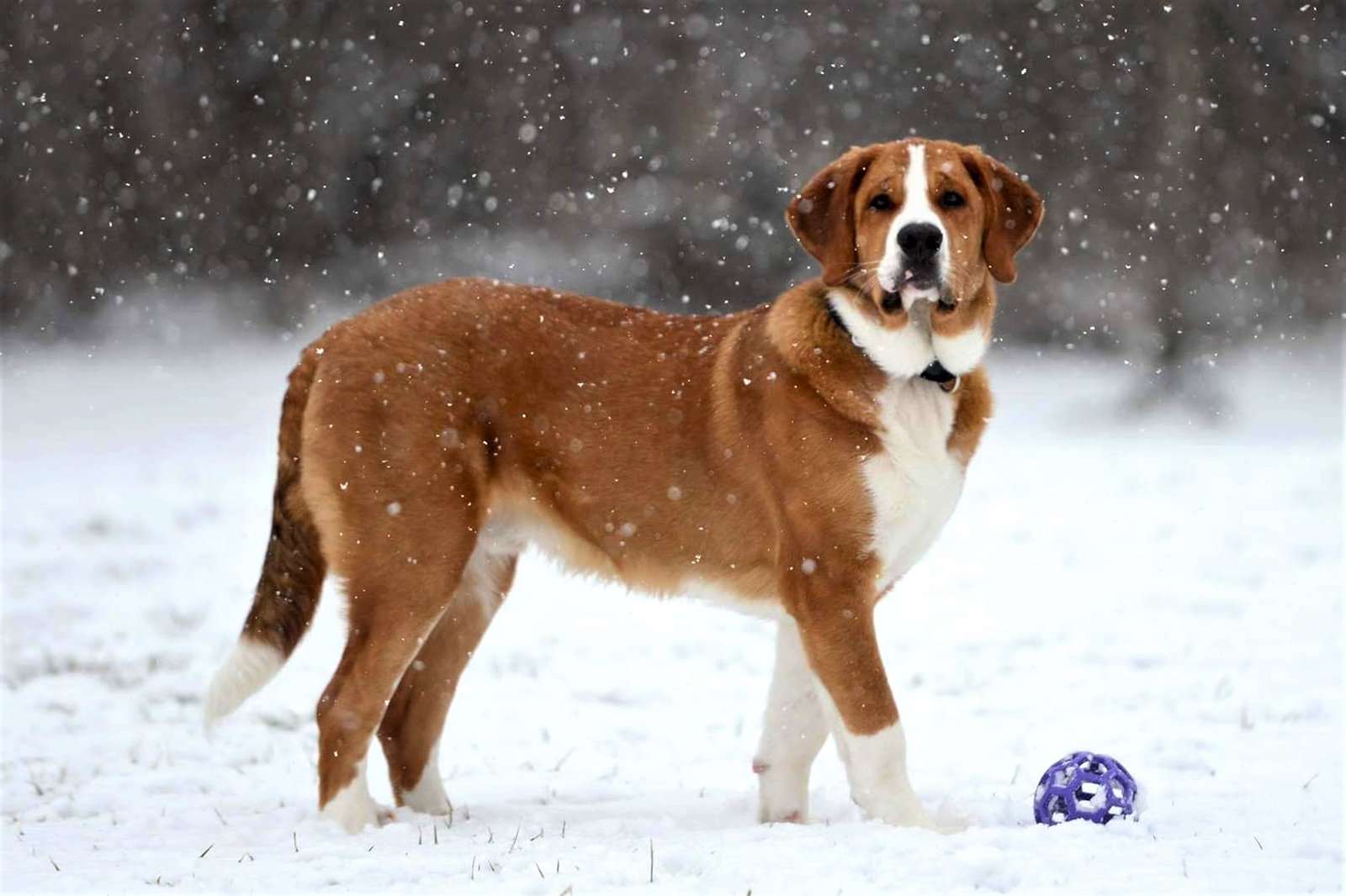 Mindful Observation: Knowing Your Dog (image credits: wikimedia)