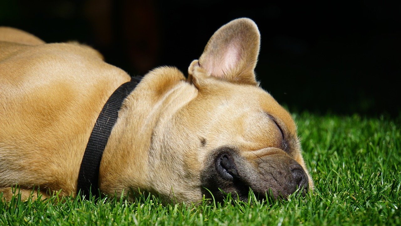 Contented Sleep (image credits: pixabay)