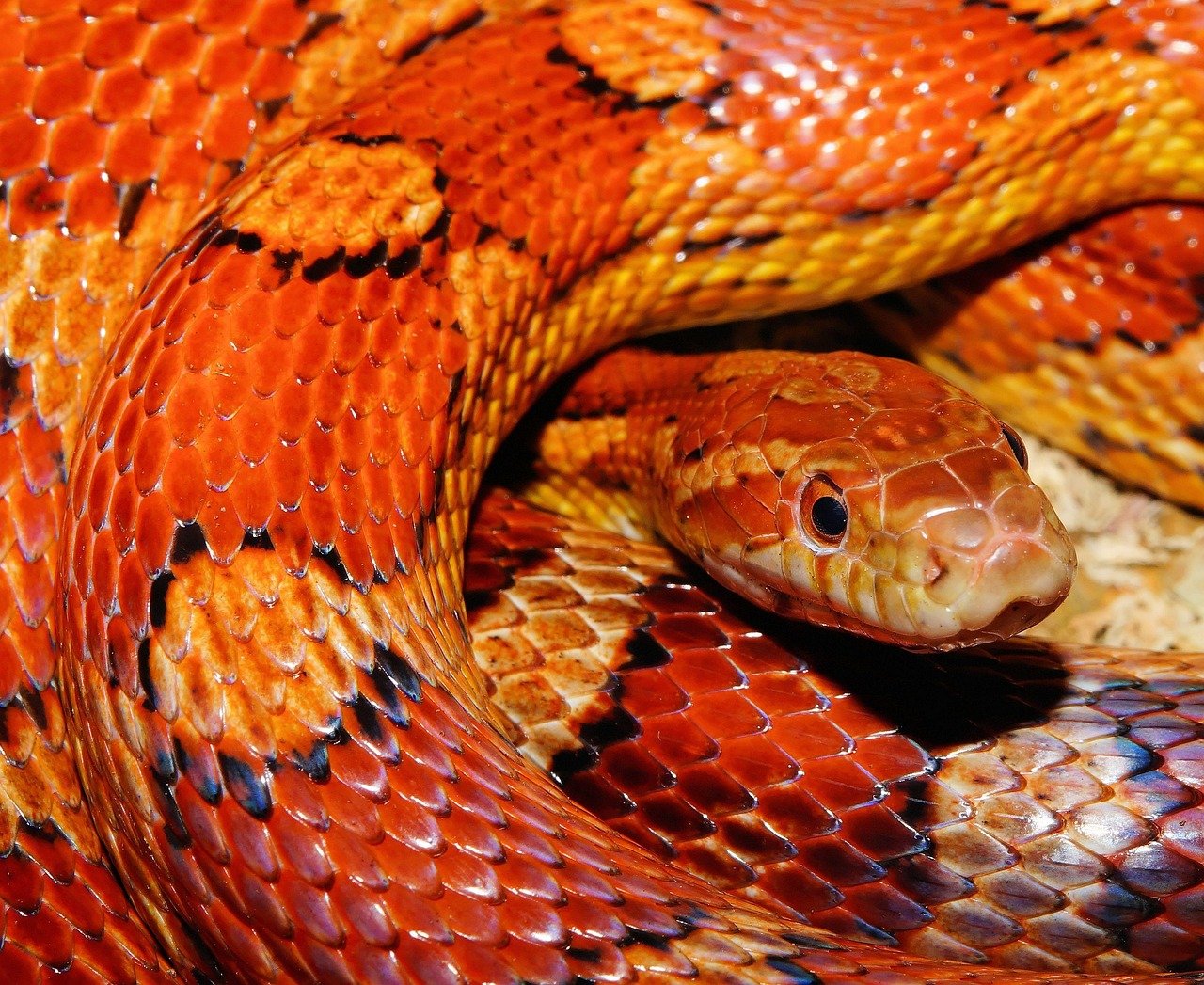 Corn Snake: A Colorful Delight (image credits: pixabay)