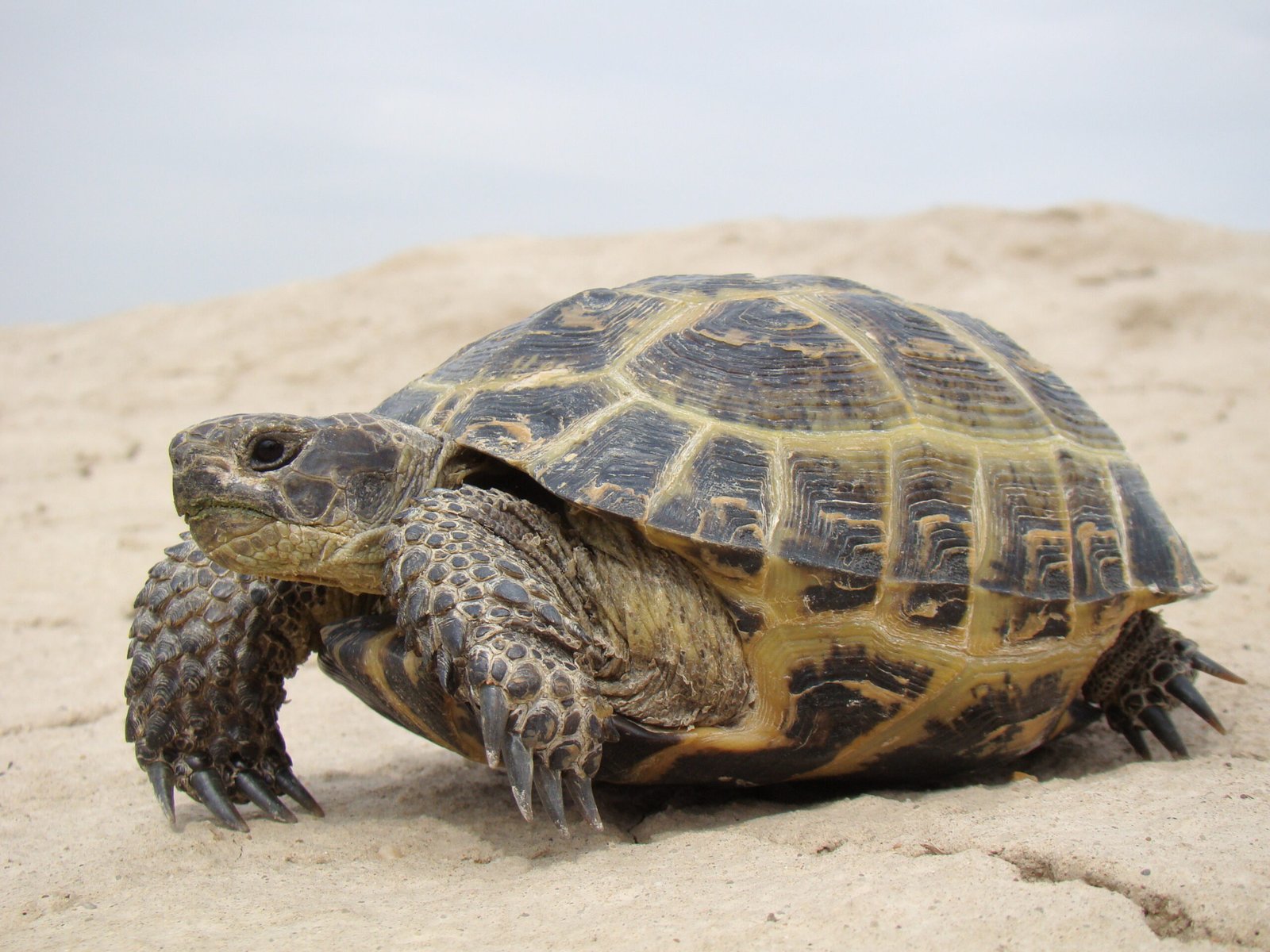 Russian Tortoise: The Hardy Traveler (image credits: wikimedia)
