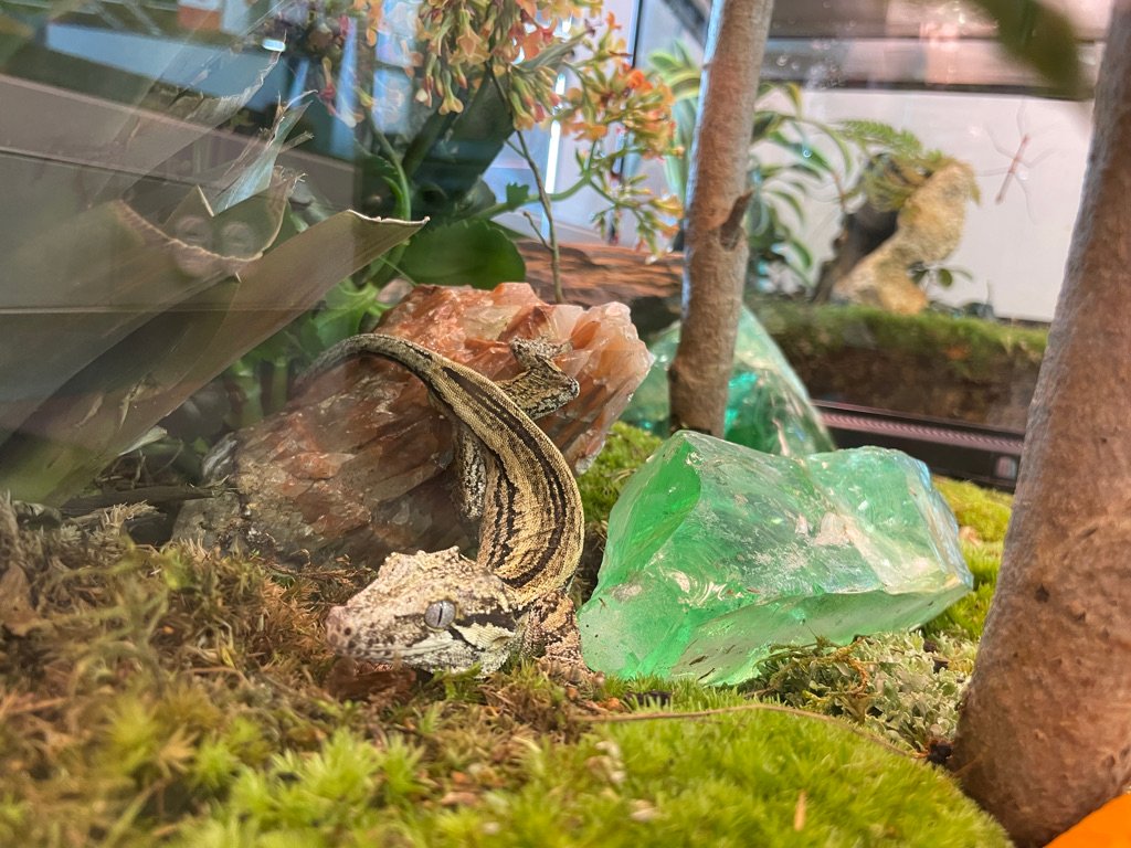 Gargoyle Gecko: The Nighttime Explorer (image credits: wikimedia)