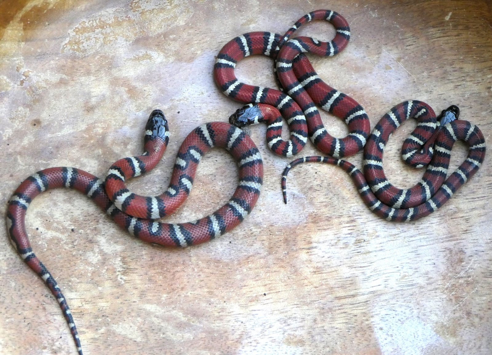 King Snake: The Regal Ruler (image credits: wikimedia)