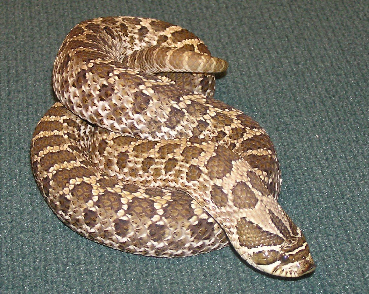 Western Hognose Snake: The Playful Pretender (image credits: wikimedia)