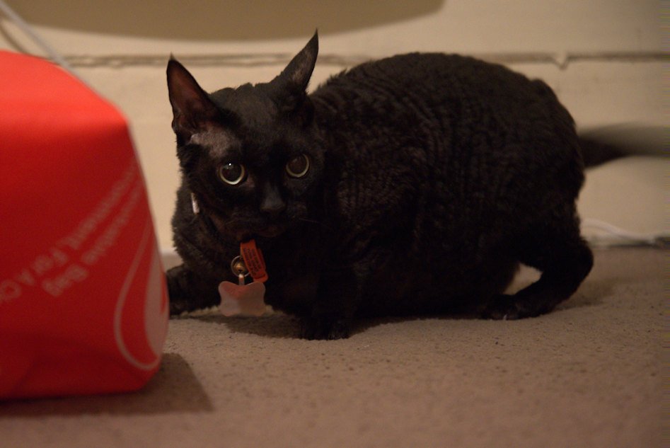 Living with a Devon Rex: A Bundle of Joy (image credits: wikimedia)