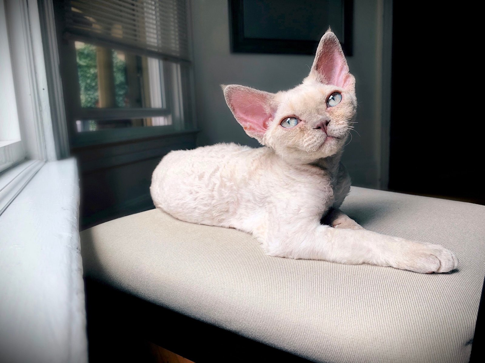 The Joy of Owning a Devon Rex: A Unique Bond (image credits: wikimedia)