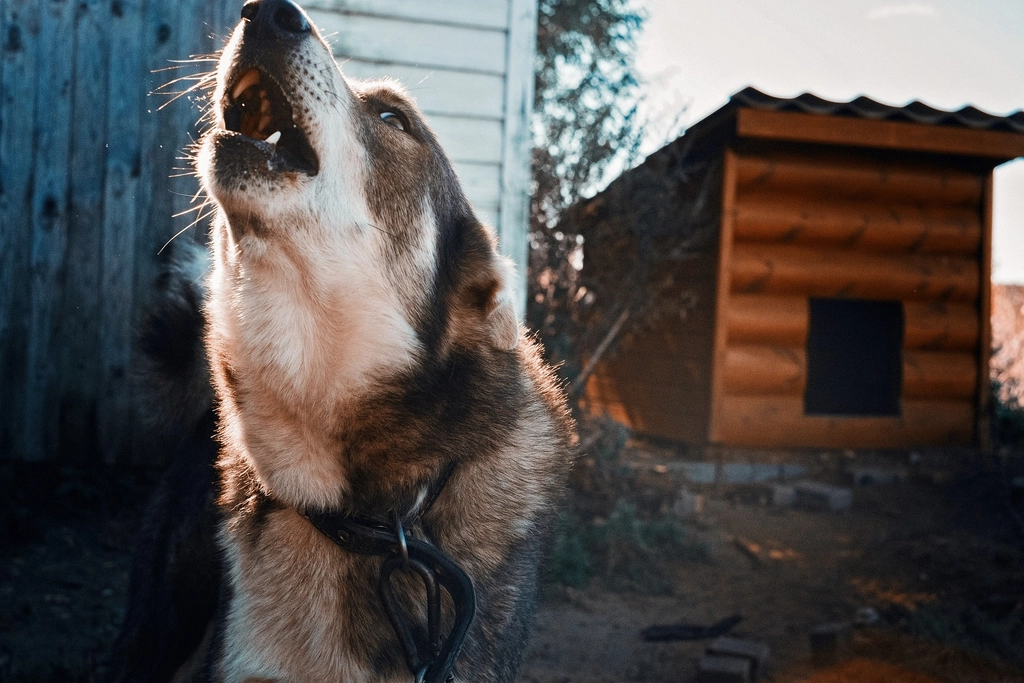 The Role of Breed in Howling Behavior (image credits: rawpixel)