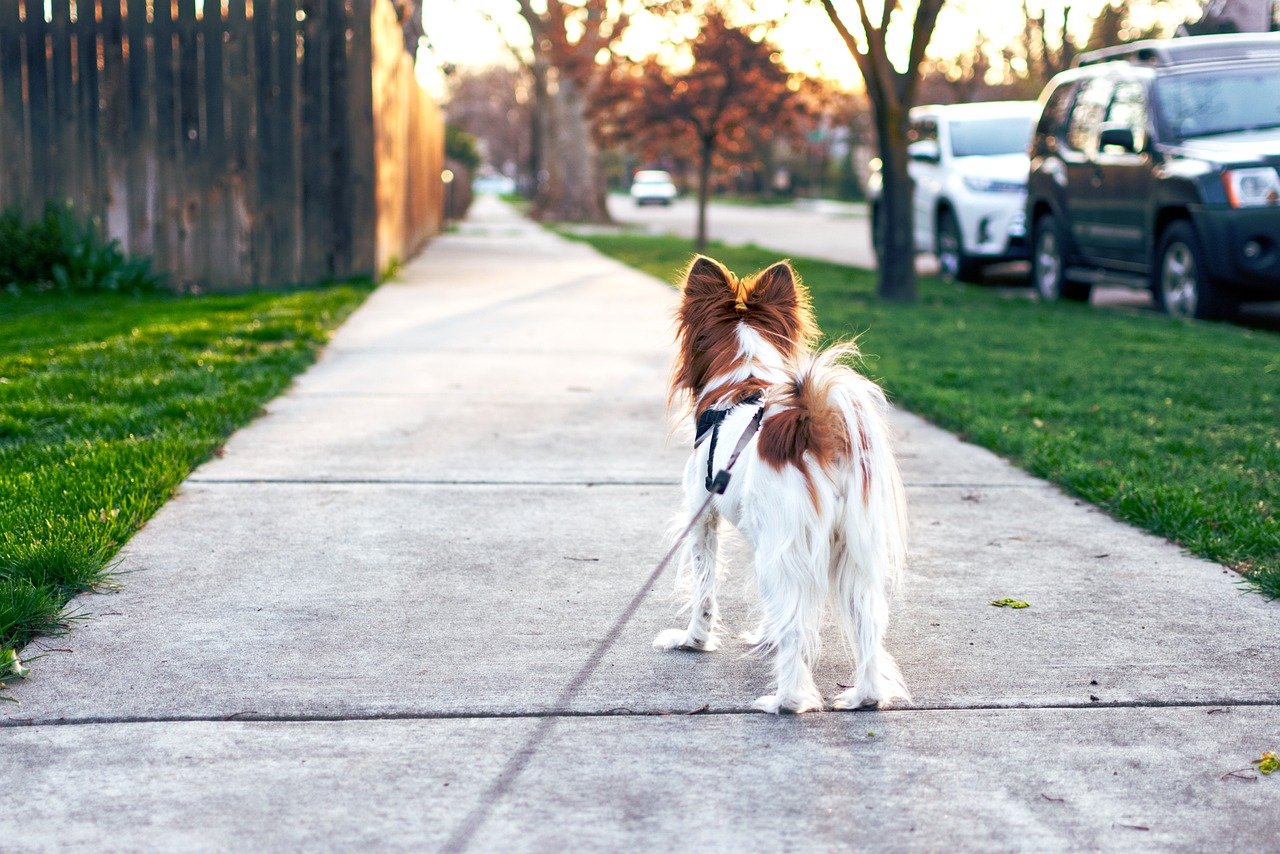 Pulling on the Leash: Taming the Walk (image credits: pixabay)