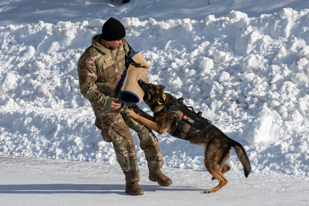 Fight: When Dogs Stand Their Ground (image credits: rawpixel)