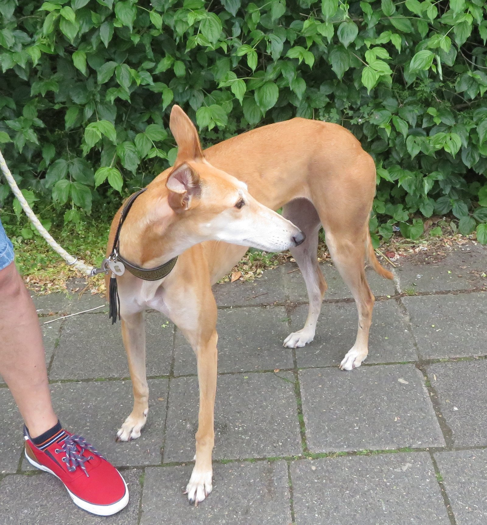 Turning Away: A Gentle Gesture (image credits: wikimedia)