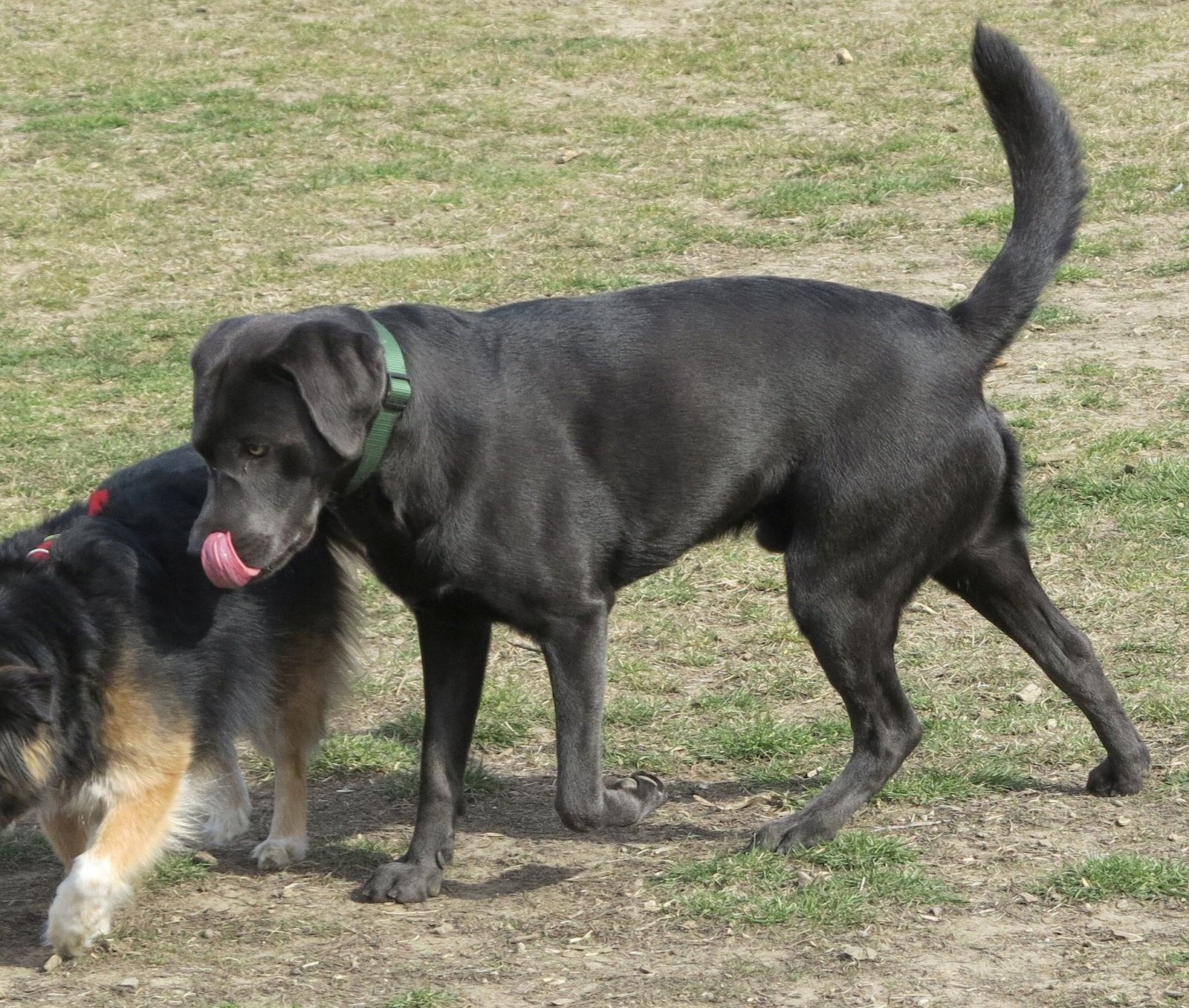 Licking Their Nose: A Sign of Peace (image credits: wikimedia)