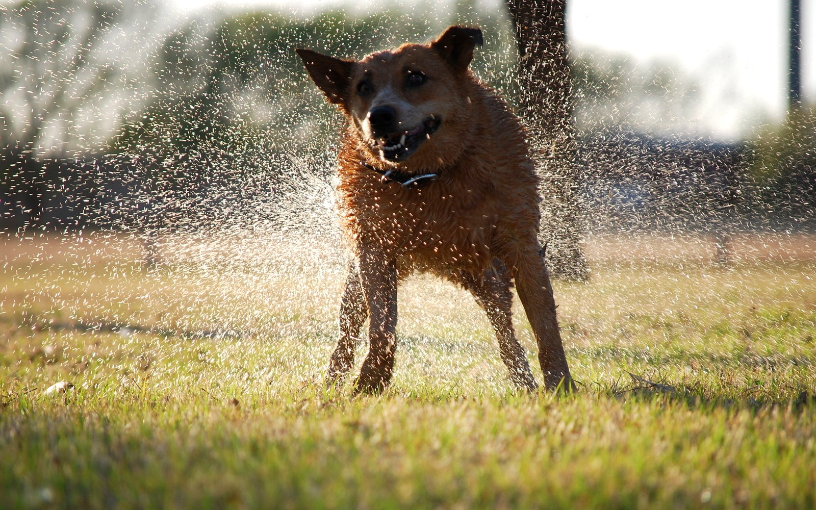 Shaking Off: A Reset Button (image credits: wikimedia)