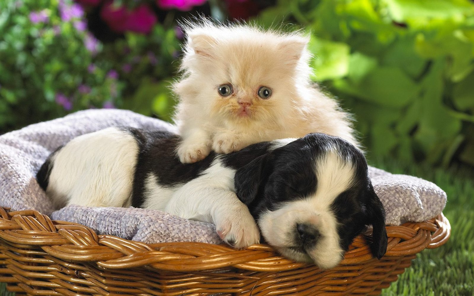 Lullabies for Dogs (image credits: wikimedia)