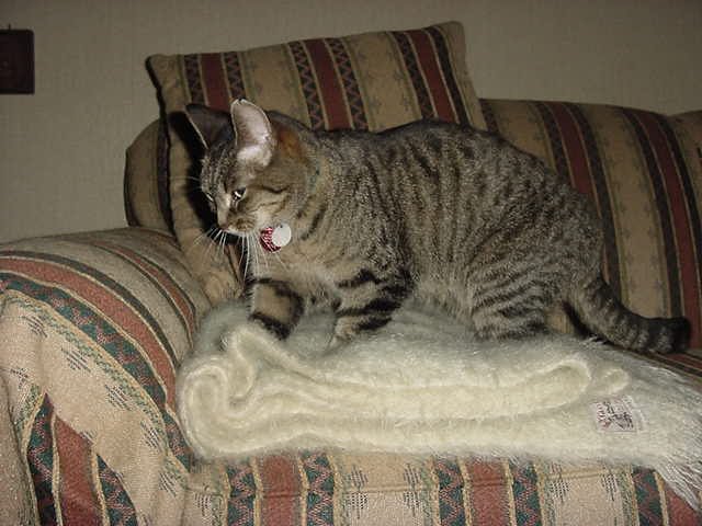 2. Kneading You Like Dough (image credits: wikimedia)