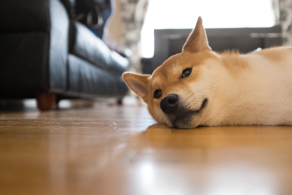 The Mysterious Shiba Inu (image credits: rawpixel)