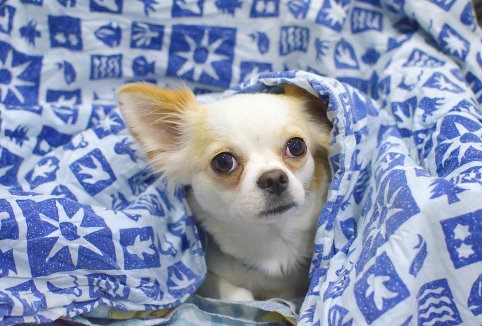 The Quirky Chihuahua (image credits: stocksnap)