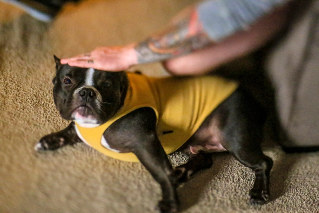 Recognizing Signs of Stress in Your Dog (image credits: rawpixel)