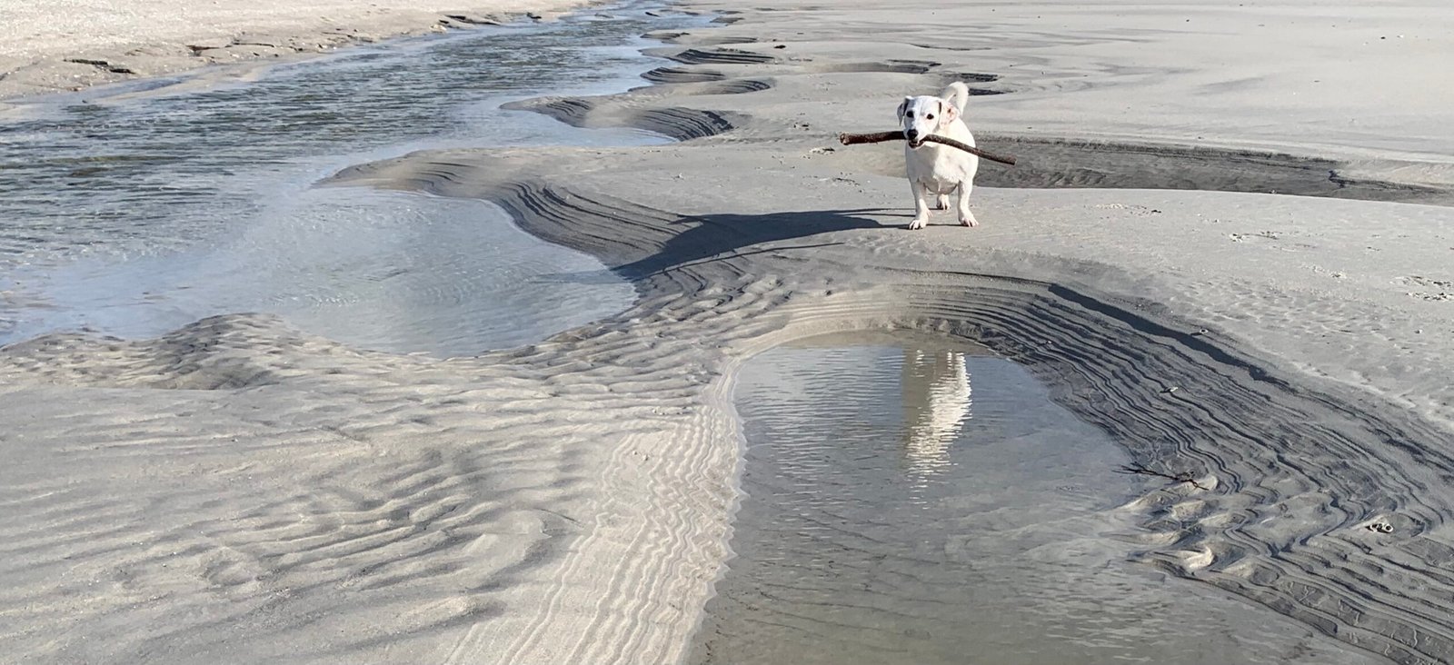 Aries: The Energetic Jack Russell Terrier (image credits: wikimedia)