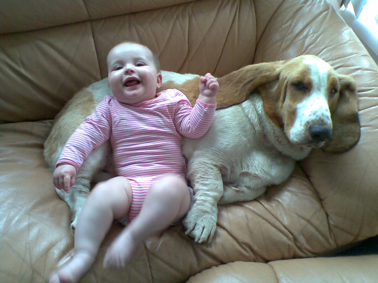 Basset Hound: The Laid-Back Lounger (image credits: wikimedia)