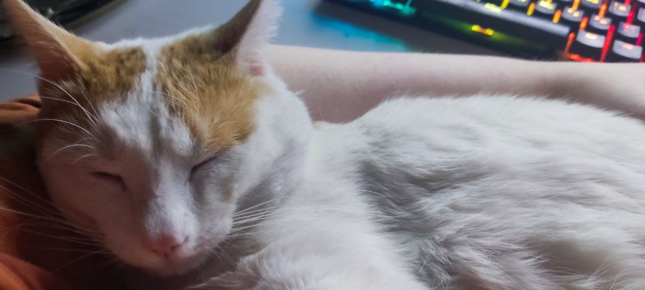 The Comforting Purr of Another Cat (image credits: wikimedia)