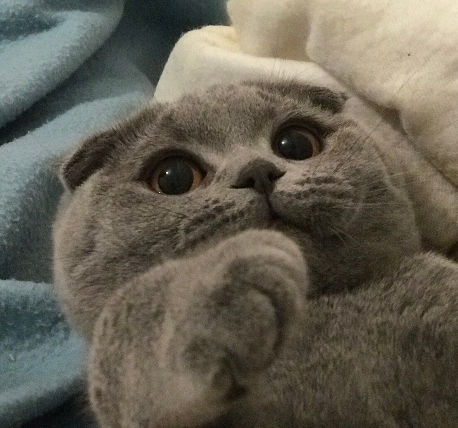 Scottish Fold: The Laid-Back Listener (image credits: wikimedia)