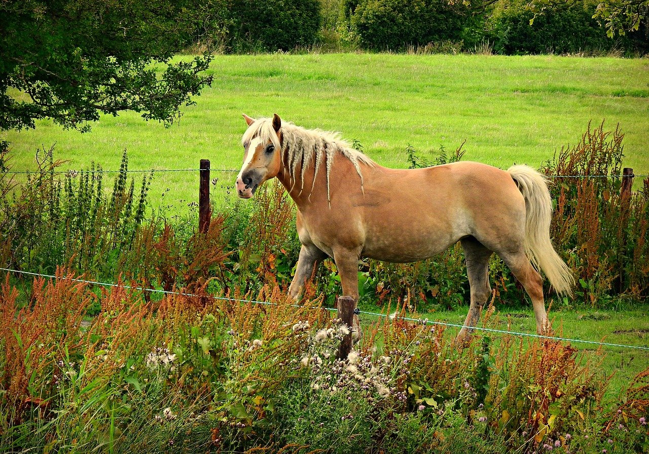 The Warm-Hearted Haflinger (image credits: pixabay)