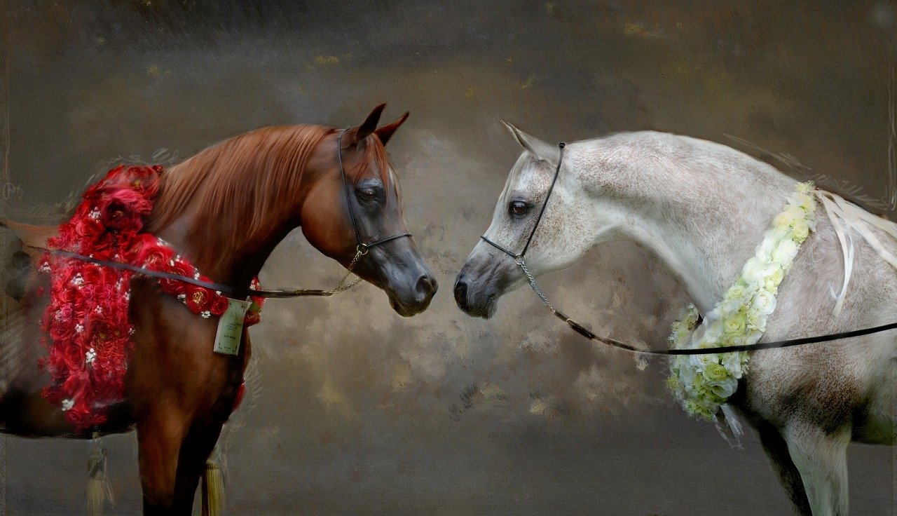8 Affectionate Horse Breeds Who Love Humans More Than Other Horses