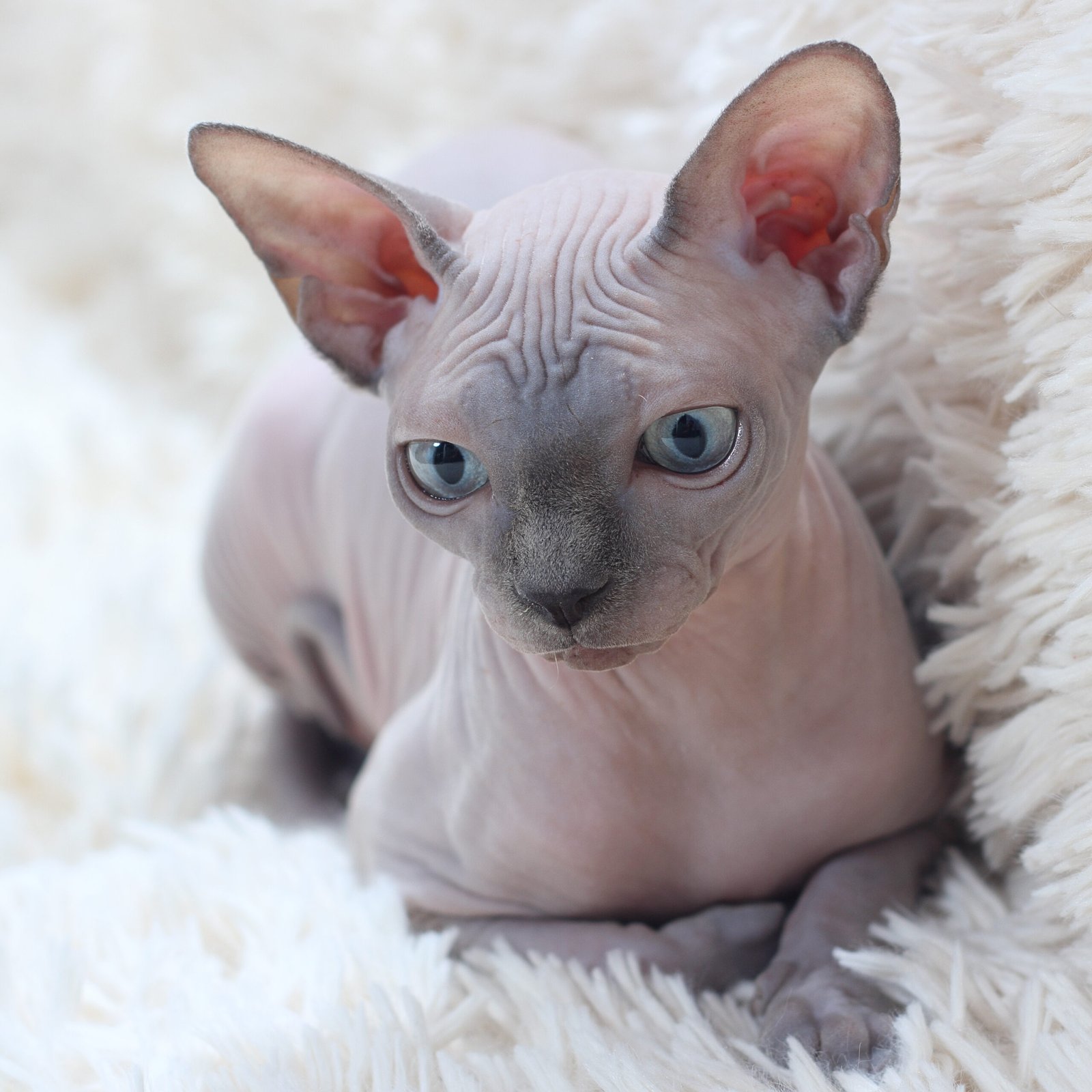 The Unique Appearance of Sphynx Cats (image credits: wikimedia)