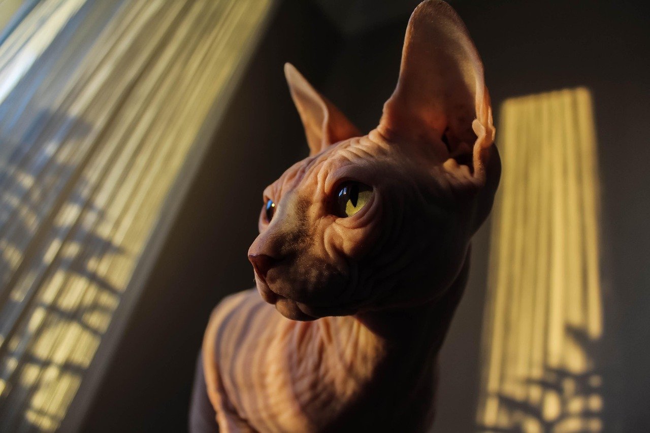 The Sphynx Diet: Fueling Their Active Lifestyle (image credits: pixabay)