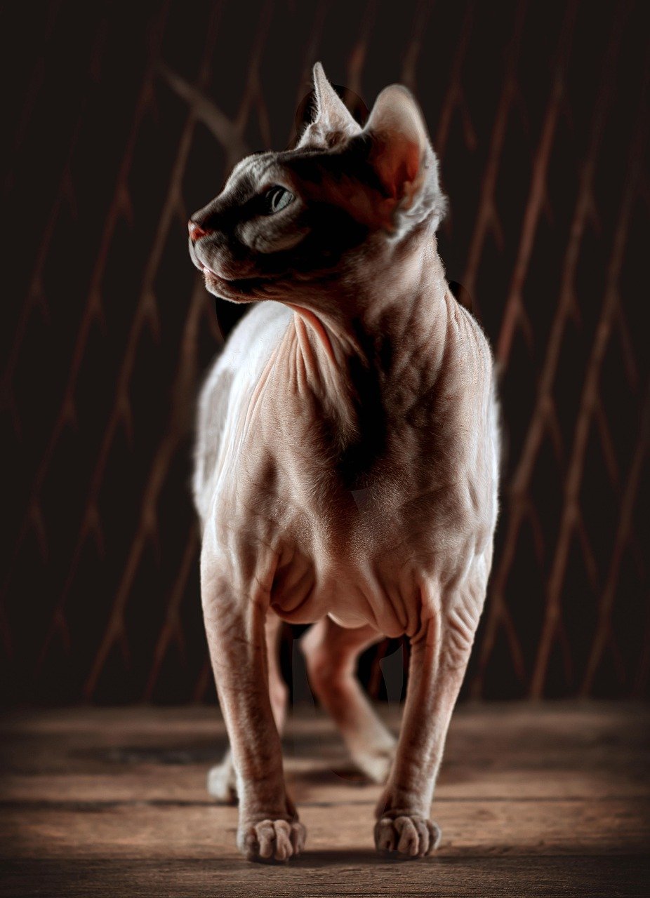 Training and Socialization: Raising a Well-Mannered Sphynx (image credits: pixabay)