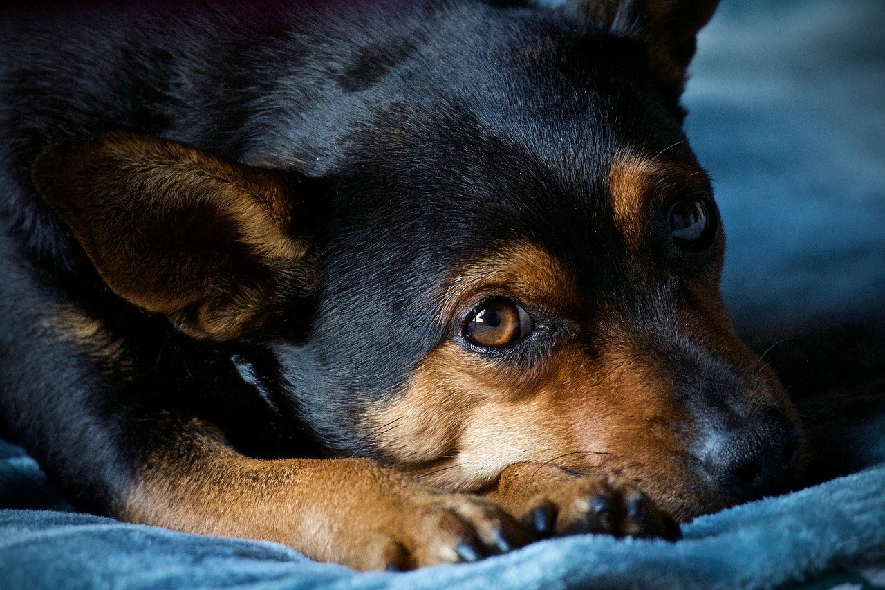 Audio Books for Dogs: A Soothing Storytime (image credits: pixabay)