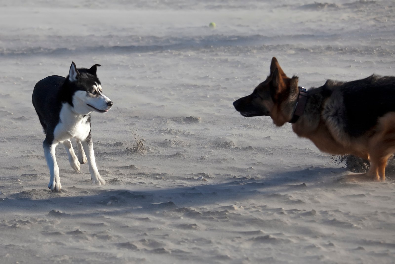 Doggy Playdates: Socializing and Fun (image credits: wikimedia)