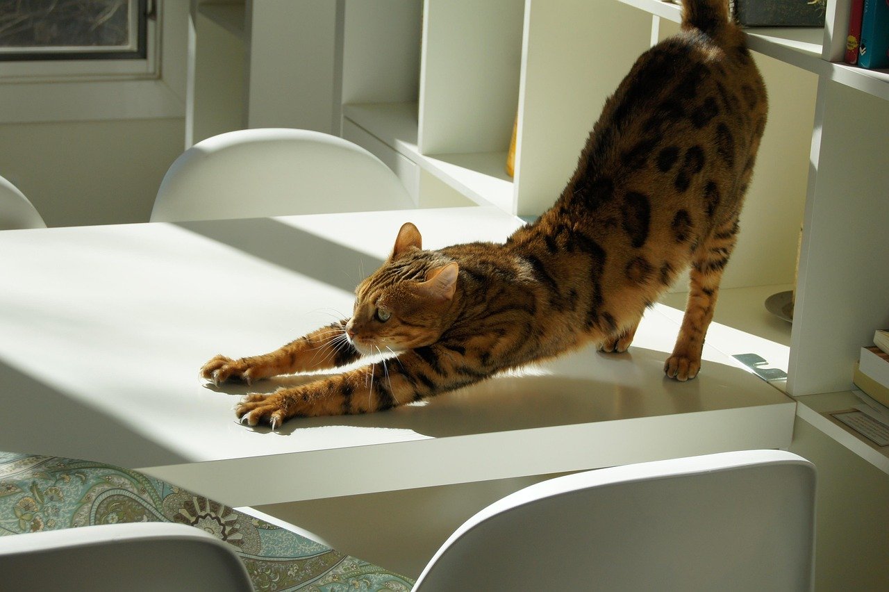 Stretching for Comfort (image credits: pixabay)