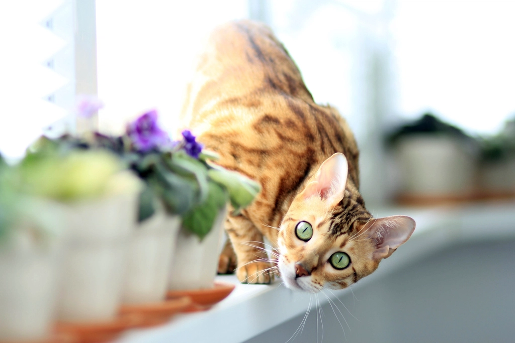 Expressing Excitement or Playfulness (image credits: rawpixel)